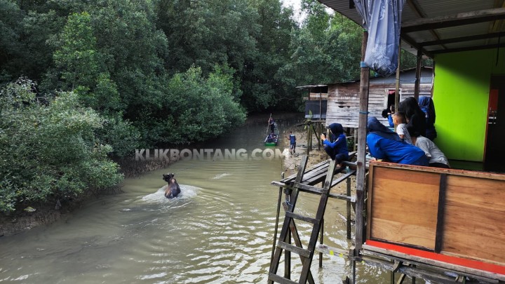Sapi Kurban yang Lepas Ternyata untuk Sekolah, Kabur saat Diturunkan