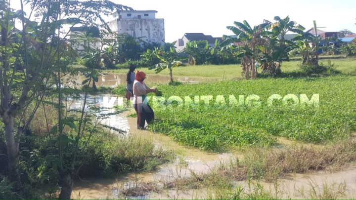 Tanaman Rusak Direndam Banjir, Petani Sayur di Gunung Elai Bontang Gigit Jari