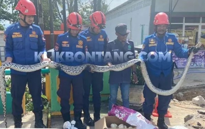 3 Ekor Ular 4,5 Meter Dievakuasi dari Drainase Jalan Ahmad Yani Bontang
