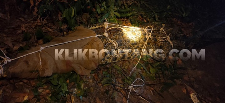 BKSDA Tangkap Buaya Ukuran 3 Meter yang Masuk ke Permukiman Guntung