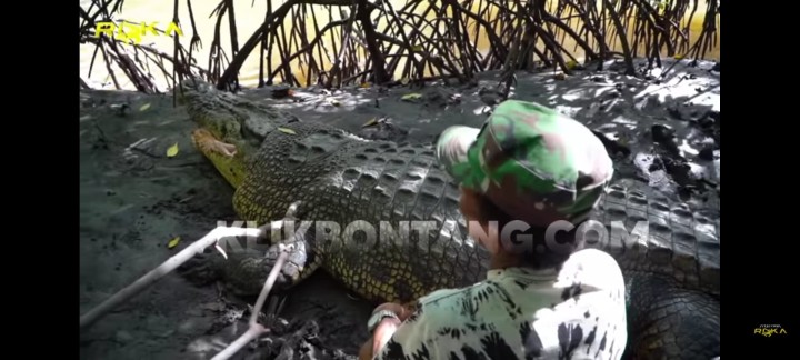 Ambo Sebut Buaya Riska kembali Muncul di Muara Setelah Tiga Bulan Menghilang