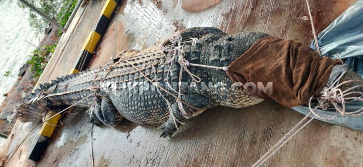Didampingi Polisi, BKSDA Berhasil Evakuasi Buaya 4 Meter di Guntung