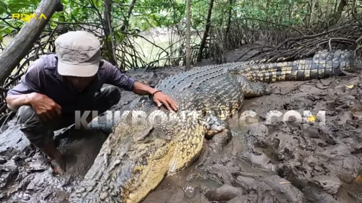 Konten Buaya Riska Dinilai Tak Mendidik, BKSDA Kaltim : Bisa Ketergantungan dengan Manusia