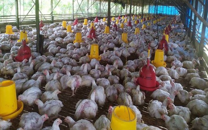 Investasi Bodong Ayam Potong, Jerat Ratusan Korban di Bontang