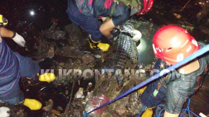 Buaya 3 Meter Dievakuasi Disdamkartan dari Kolong Rumah Warga di Selambai