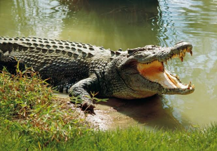 Basarnas Tangkap Buaya yang Terkam Warga Muara Badak