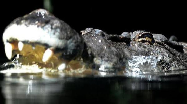 Warga Muara Badak Diterkam Buaya saat Masuk Empang; Tim Mulai Lakukan Pencarian