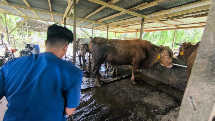 Sapi dari Presiden Prabowo untuk Bontang; Bobot 650 Kg, Dibeli Harga Segini dari Peternak Lokal