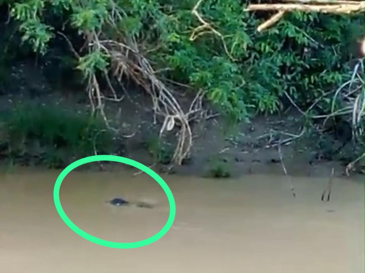 Pemancing di Desa Santan Ulu Diterkam Buaya