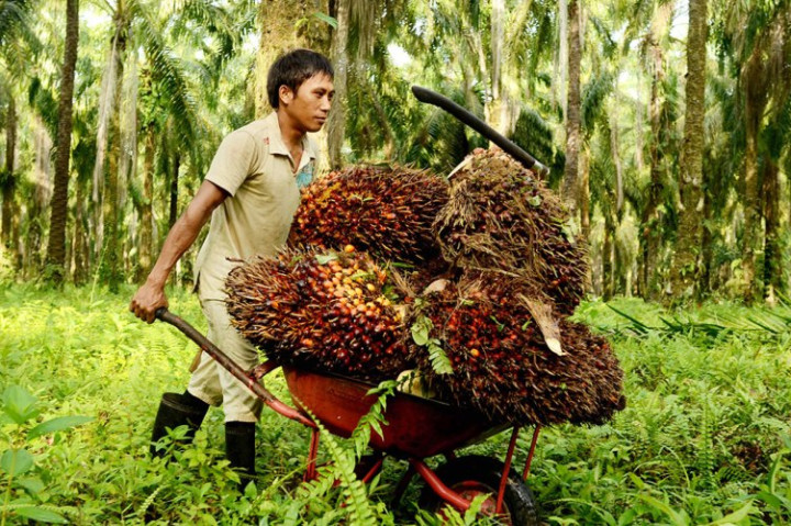 Harga Sawit Naik, Petani Kaltim Makin Cuan