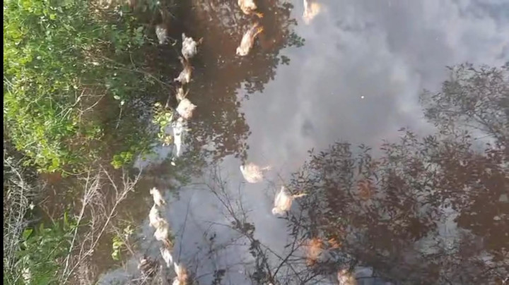 Sungai di Bontang Lestari Dipenuhi Bangkai Ayam
