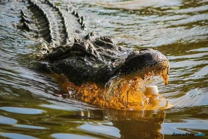 Hendak Pergi Salat Magrib; Warga Tanjung Laut Indah Diterkam Buaya
