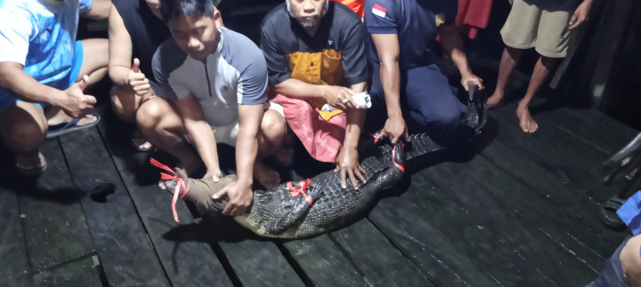 Buaya Berkeliaran di Kolong Rumah Warga Tanjung Laut Indah