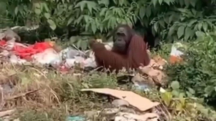 Orang Utan di Kutim Cari Makan di Tempat Sampah, Habitat Semakin Menyusut