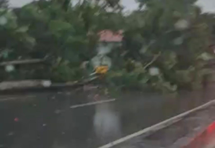 Pohon Tumbang di Jalan Arif Rahman Hakim Bontang, Akses Jalan Tertutup