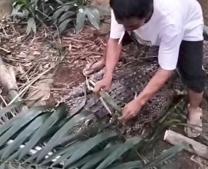 Warga Tangkap Buaya yang Serang Warga BSD hingga Tewas