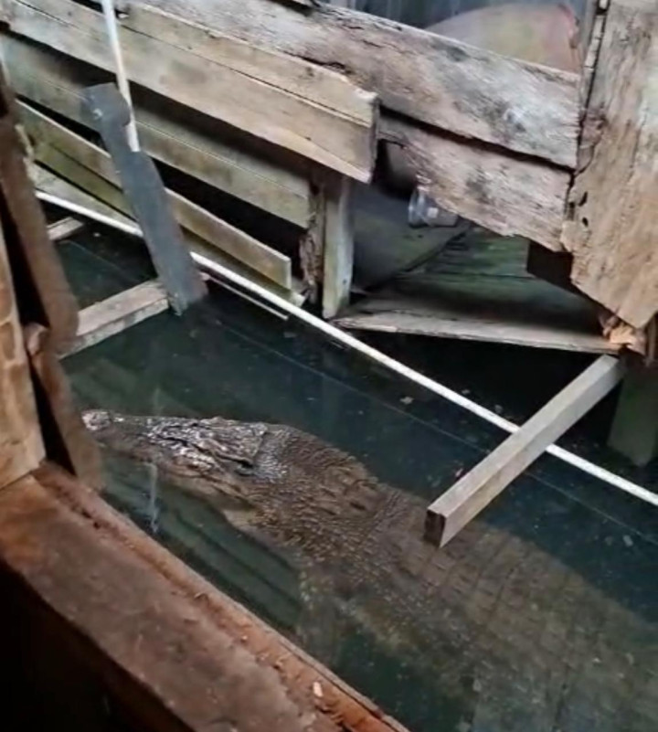 Berenang saat Air Laut Pasang; Bocah 11 Tahun Diterkam Buaya di Loktuan