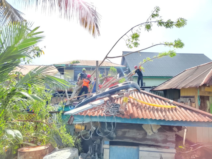 BPBD Bontang Tangani 2 Kasus Pohon Tumbang Periode Januari-Februari