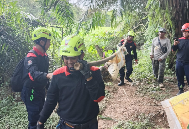 Dianggap Berbahaya bagi Warga; Disdamkartan Bontang Evakuasi Buaya 2,5 Meter di BSD