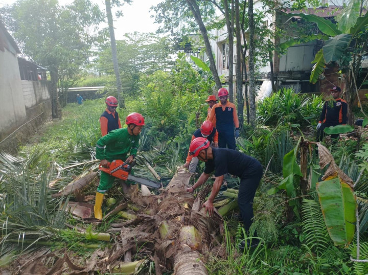 BPBD Bontang Kerahkan 10 Personel Tebang Pohon Rawan Tumbang di Gunung Telihan