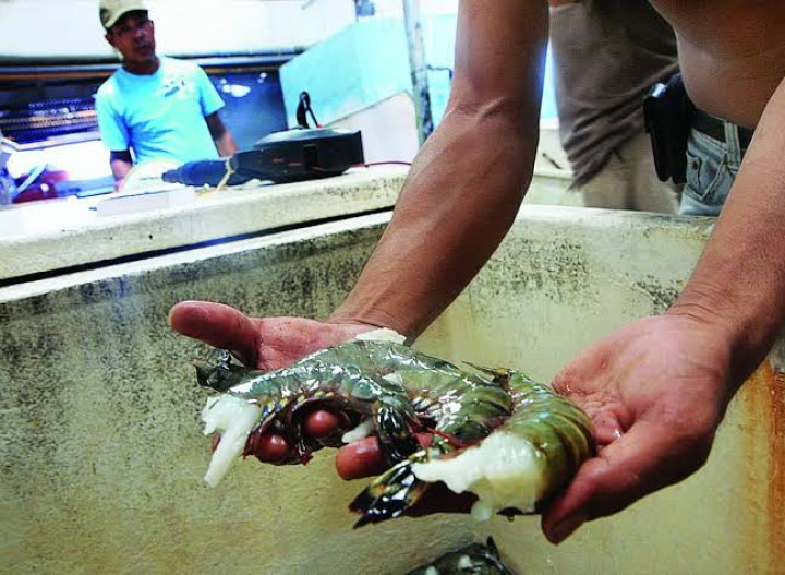 Puluhan Ton Produk Laut Kaltim Dikirim ke China Tiap Bulan, Udang Windu Jadi Primadona